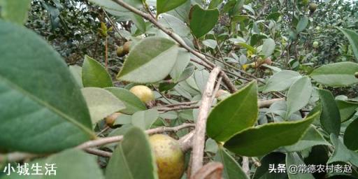 一亩油茶3年以后利润有多少?为什么?