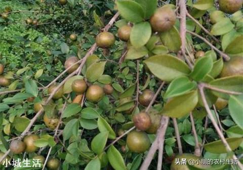 一亩油茶3年以后利润有多少?为什么?