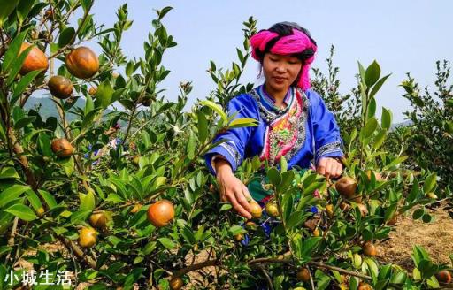 一亩油茶3年以后利润有多少?为什么?