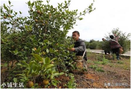 一亩油茶3年以后利润有多少?为什么?