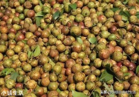 一亩油茶3年以后利润有多少?为什么?