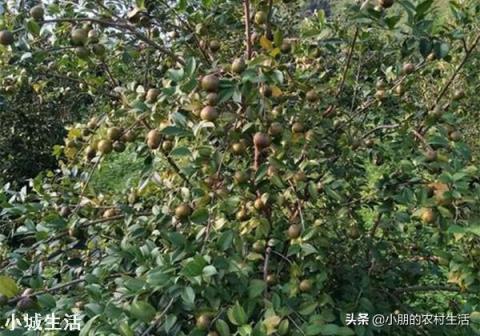 一亩油茶3年以后利润有多少?为什么?
