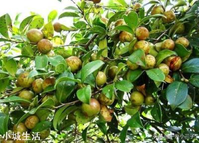 一亩油茶3年以后利润有多少?为什么?