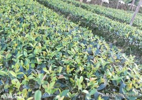 一亩油茶3年以后利润有多少?为什么?