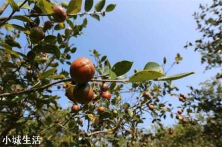 一亩油茶3年以后利润有多少?为什么?