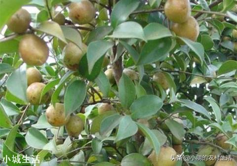 一亩油茶3年以后利润有多少?为什么?