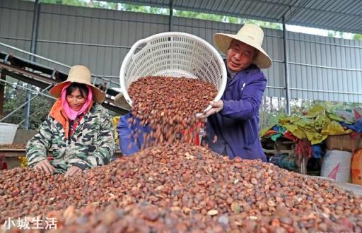 一亩油茶3年以后利润有多少?为什么?