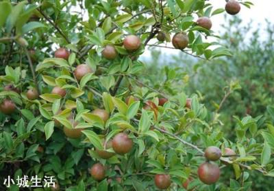 一亩油茶3年以后利润有多少?为什么?
