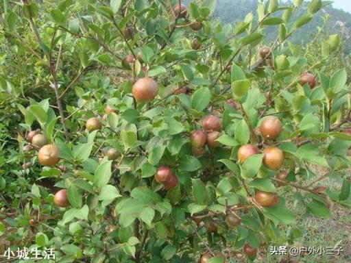 一亩油茶3年以后利润有多少?为什么?