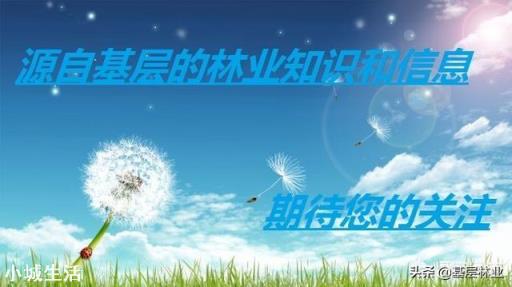 一亩油茶3年以后利润有多少?为什么?
