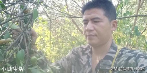 一亩油茶3年以后利润有多少?为什么?