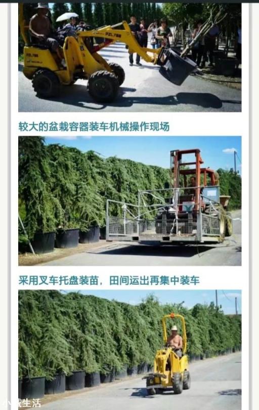 苗木的选择到底是多品种好，还是专心做好一个品种好？是标准化种植好还是量大是关键？