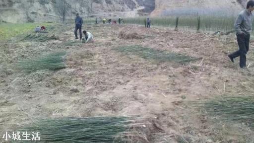 苗木的选择到底是多品种好，还是专心做好一个品种好？是标准化种植好还是量大是关键？