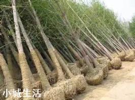 苗木的选择到底是多品种好，还是专心做好一个品种好？是标准化种植好还是量大是关键？
