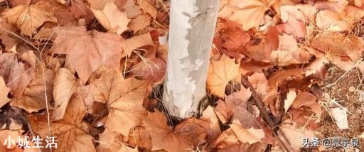 苗木的选择到底是多品种好，还是专心做好一个品种好？是标准化种植好还是量大是关键？