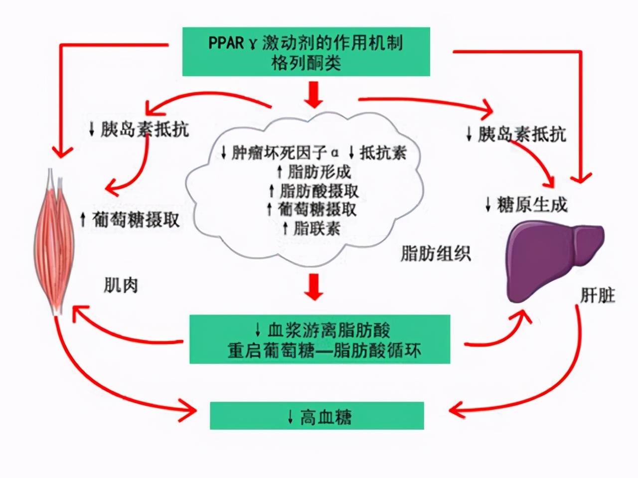 16斤多囊吃二甲瘦不少 二甲雙胍怎么吃
