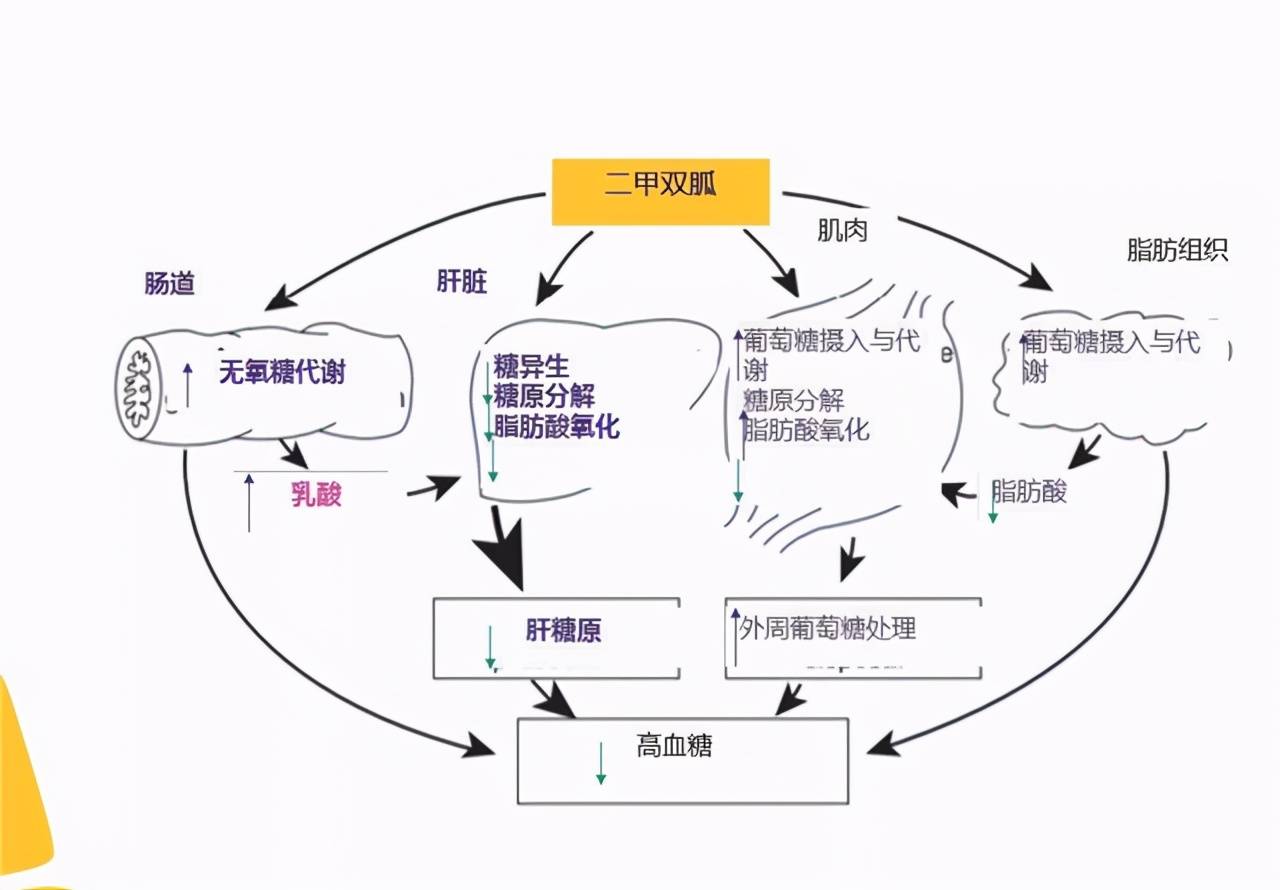 16斤多囊吃二甲瘦不少 二甲雙胍怎么吃