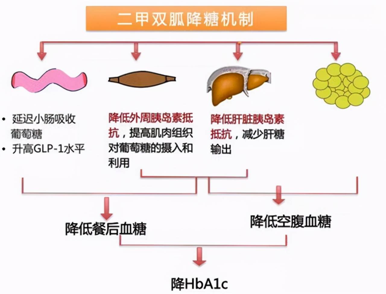 16斤多囊吃二甲瘦不少 二甲雙胍怎么吃