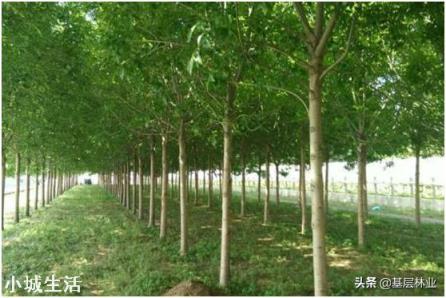 绿化苗木，耐涝的有哪些？国槐，白腊，红枫耐涝吗？