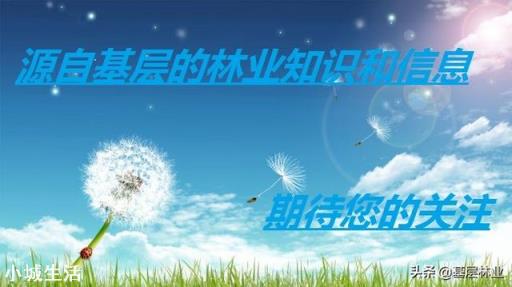 绿化苗木，耐涝的有哪些？国槐，白腊，红枫耐涝吗？