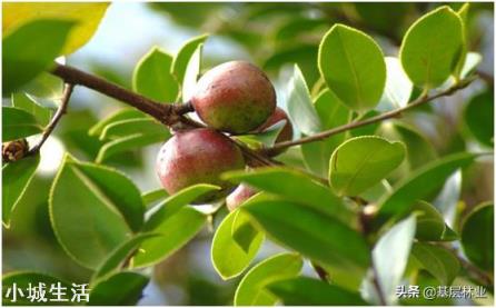 梯田种植油茶树一般栽在地带的上侧还是下侧？为什么？