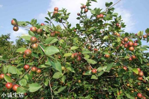 梯田种植油茶树一般栽在地带的上侧还是下侧？为什么？