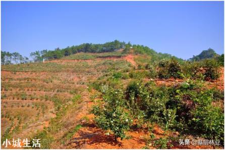 梯田种植油茶树一般栽在地带的上侧还是下侧？为什么？