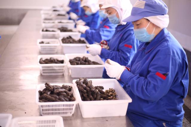 品质溯源，同仁堂健康匠心守护海参的每一道工序