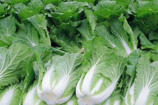 大白菜是发物吗