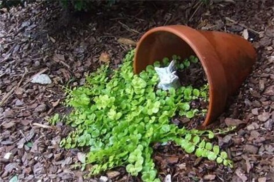 破碎的花盆属于什么垃圾