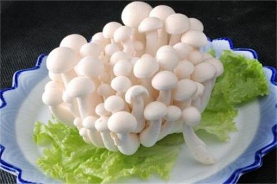 白雪菇的禁忌