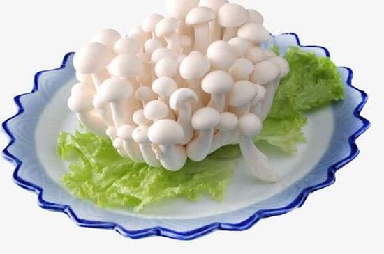 白雪菇的禁忌
