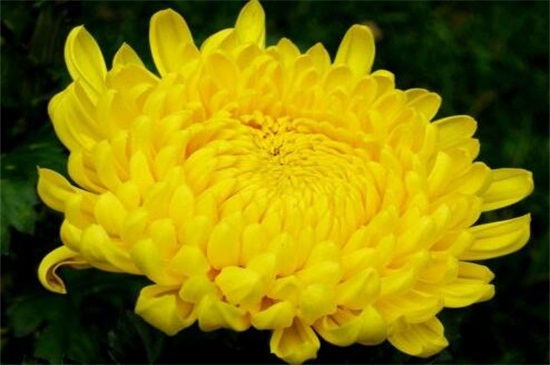 菊花怎么泡才不寒