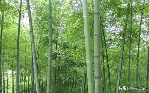 市场价 ?竹多少钱