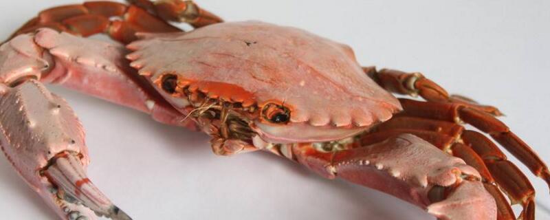 螃蟹和鸭肉能一起吃吗