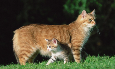 猫咪送人需要注意什么 母猫生的小猫几天后可以送人