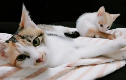 猫咪送人需要注意什么 母猫生的小猫几天后可以送人