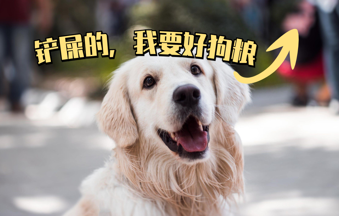泰迪多少钱「指导价」