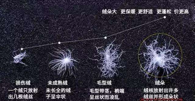 羽绒多少钱「指导价」