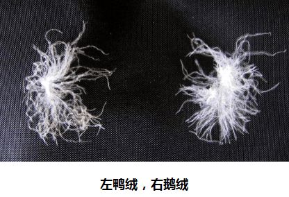 羽绒多少钱「指导价」