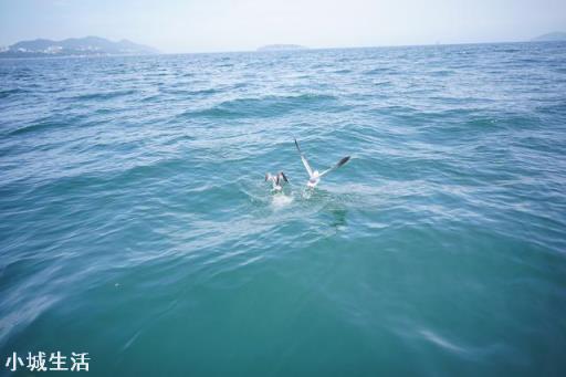 C画幅相机抓拍的话该挂什么镜头？