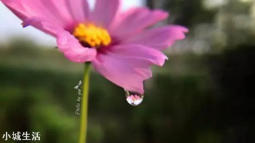 手机如何拍摄微距，怎么拍？需要配件吗？