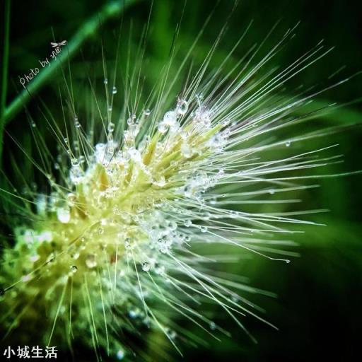 手机如何拍摄微距，怎么拍？需要配件吗？