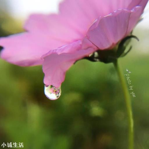 手机如何拍摄微距，怎么拍？需要配件吗？