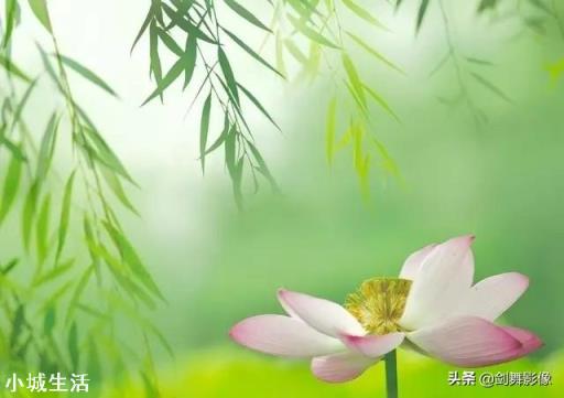 这样拍的荷花是照相机直出的，大家相信吗？