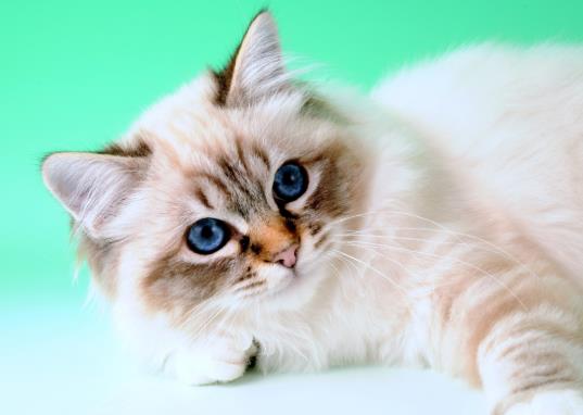一般小猫几个月断奶?猫喝羊奶粉拉稀之后还能喂吗