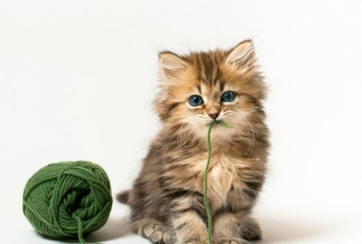 一般小猫几个月断奶?猫喝羊奶粉拉稀之后还能喂吗