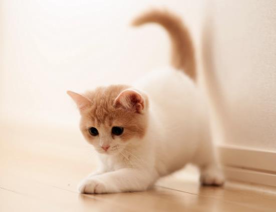 一般小猫几个月断奶?猫喝羊奶粉拉稀之后还能喂吗
