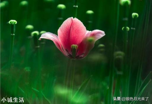 想要一款拍照清晰的相机,索尼全画幅微单怎么样?