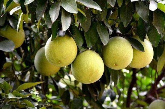柚子和山楂可以一起吃吗